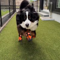 はしゃいでいるかのようなドタドタ走り