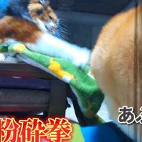 ディス子さんが怒ってパンチ！