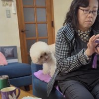身を乗り出す犬