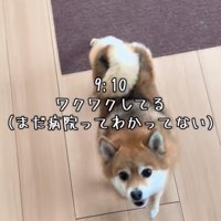 見上げる犬