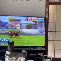 画面をじーっ…
