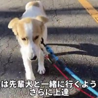 リードをつけて歩く犬
