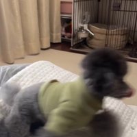 ハウスを失敗するさくらちゃん3