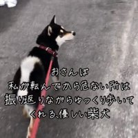振り返りながら歩く犬の後ろ姿