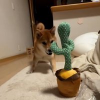 吠えるテツくん