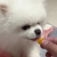 お芋にかじりついた