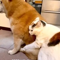 後ろから抱きつく可憐ちゃん