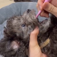 歯磨きをしてもらっている犬