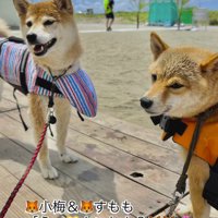 長女の柴犬を笑顔で見つめる次女の柴犬と末っ子の柴犬