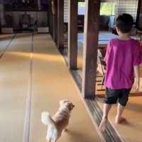 人について歩く犬