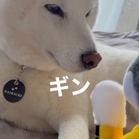 パンチするおもちゃVSだい吉くん9