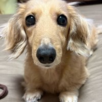 あざと可愛い