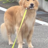 リードを引っ張られる犬