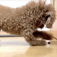床を掘る犬