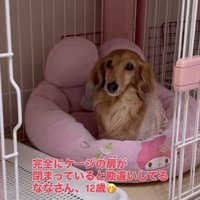 ケージの中にいる犬