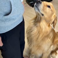 お父さんを見るアルトくん
