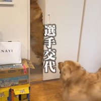 女性に抱きつく犬