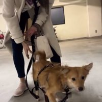 初めて散歩に行く犬