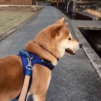 天然なあお君
