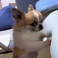 ソファをかきながら振り返る犬