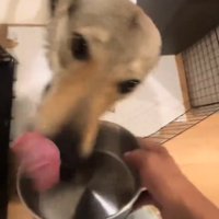 飼い主を見上げ、舌で自分の口元を舐める犬