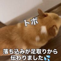 力なく伏せる犬