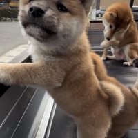 荷台のフチに立つ子犬
