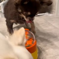 おやつを横取りするこはく君