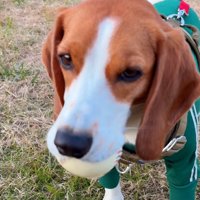 切ない表情の犬