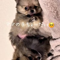 ママの手が大好きなテディ君