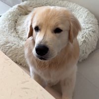 飼い主を見つめる大型犬