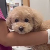 マリンちゃん顔アップ