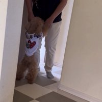 飼い主に飛びつく犬