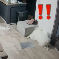 顔を上げるセブンちゃん