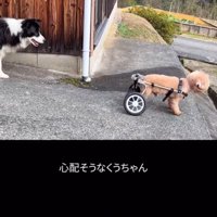 心配そうに見守る犬