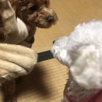 同居犬もできたよ♪