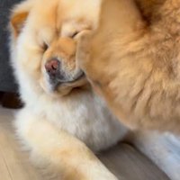 小梅ちゃんとちゃちゃまる君2