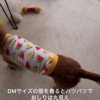 洋服を着たエールくん