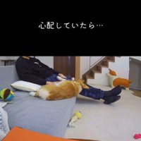 ソファから落ちたモナちゃん3