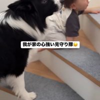 赤ちゃんを見守るヒマちゃん3