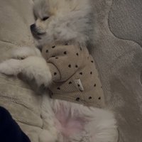 眠るしらすちゃん2