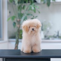 ボリュームたっぷり