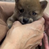 手に顔をうずめる犬