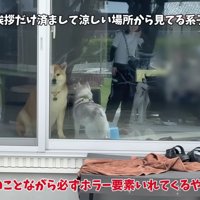 おもちちゃんは温厚な性格