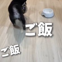 ぐるぐる回って催促！