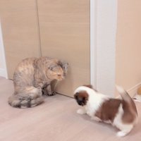 赤ちゃん犬と猫のふれあい2