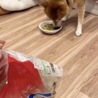 ごはんに夢中な犬と回収された冷凍うどん