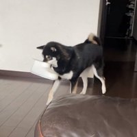 歩き続けるコテツくん