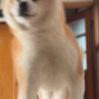 突撃するおはるちゃん