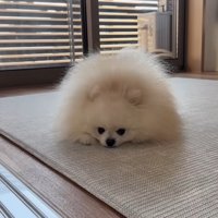 怒られたポテチくん6